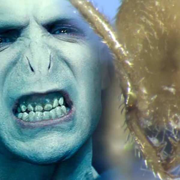 Descubren una nueva hormiga en Australia y la llaman ¡Voldemort!